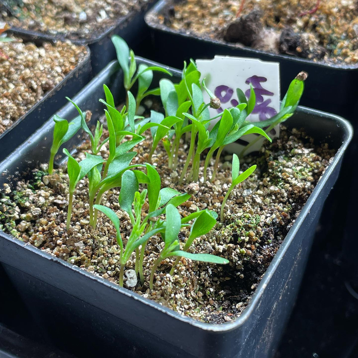 fuggle hops growing quickly at 8 days #hops #growingplants
