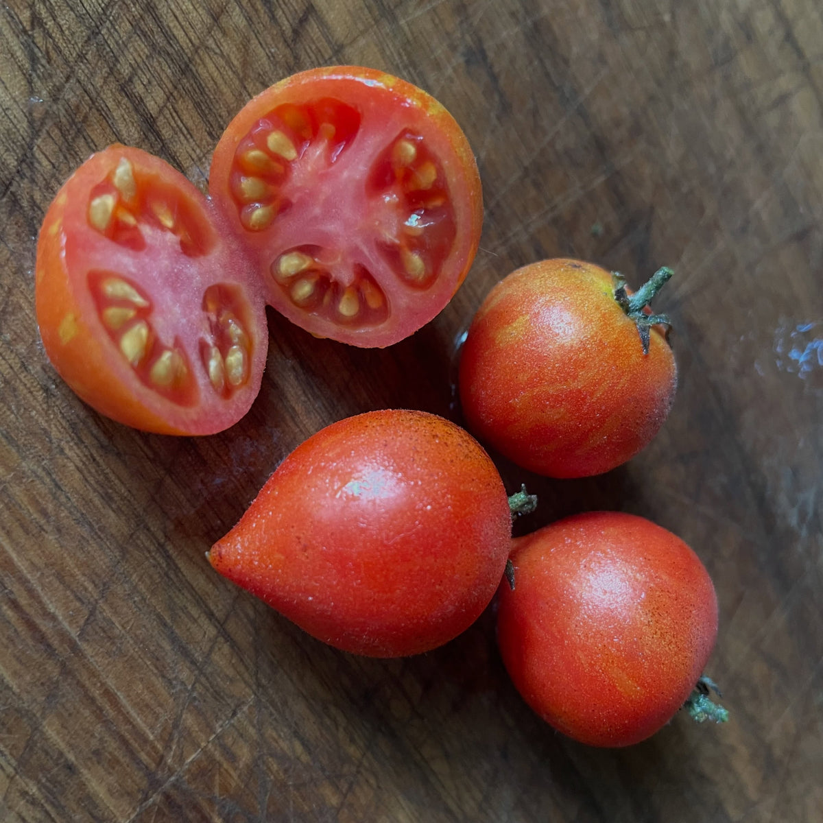 Fuzzy Wuzzy micro dwarf tomato, image 2 of 3