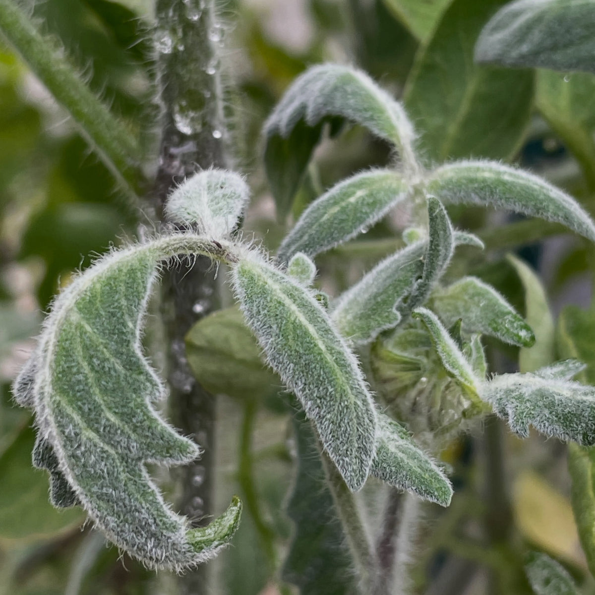 Fuzzy Wuzzy micro dwarf tomato, image 3 of 3