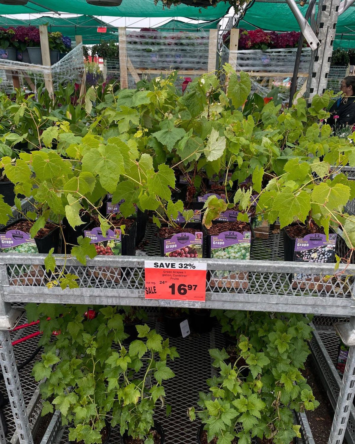 garden center at a big box store in zone 3, all the grapes for sale on the rack are zone 5-6, image 1 of 4