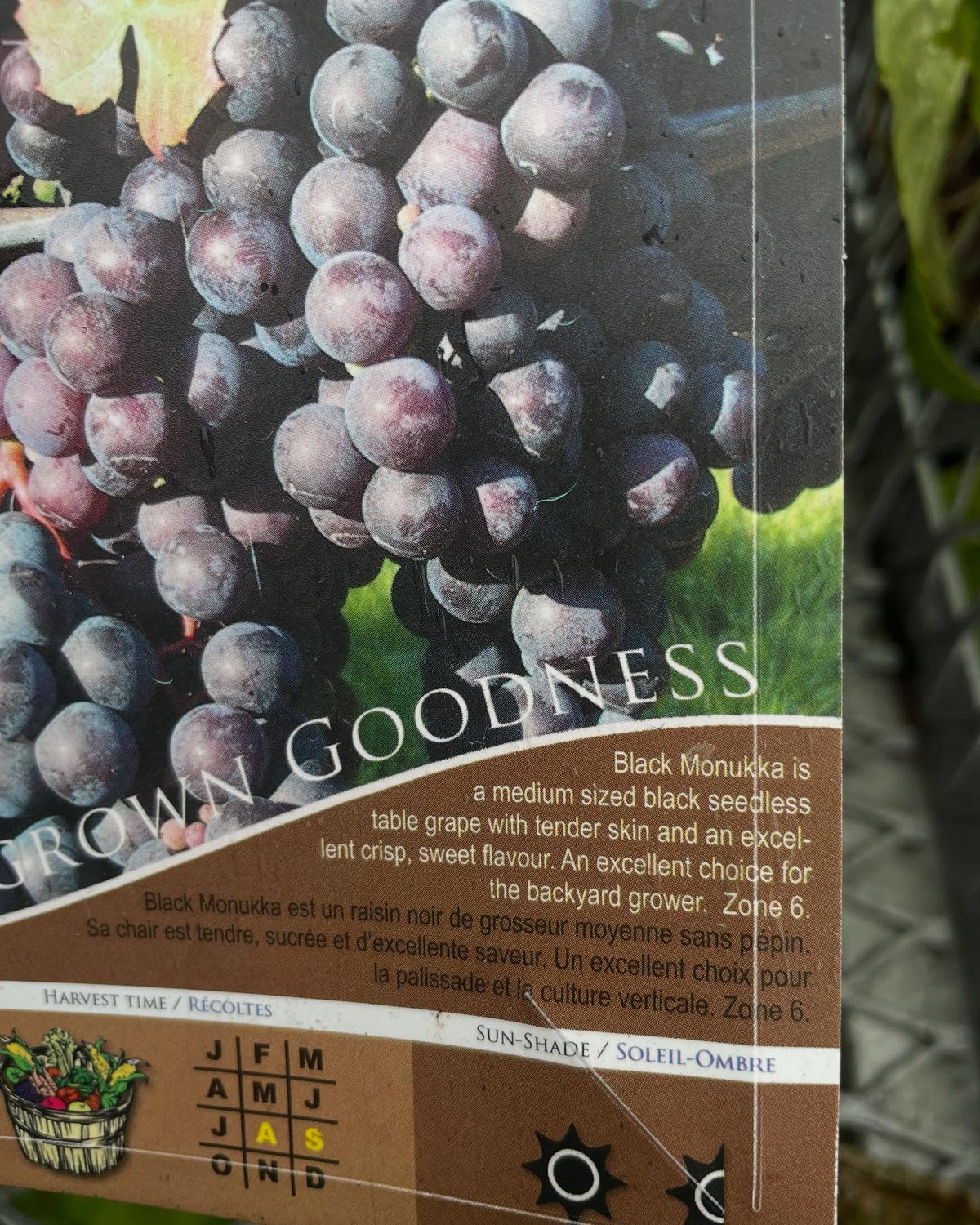 garden center at a big box store in zone 3, all the grapes for sale on the rack are zone 5-6, image 2 of 4