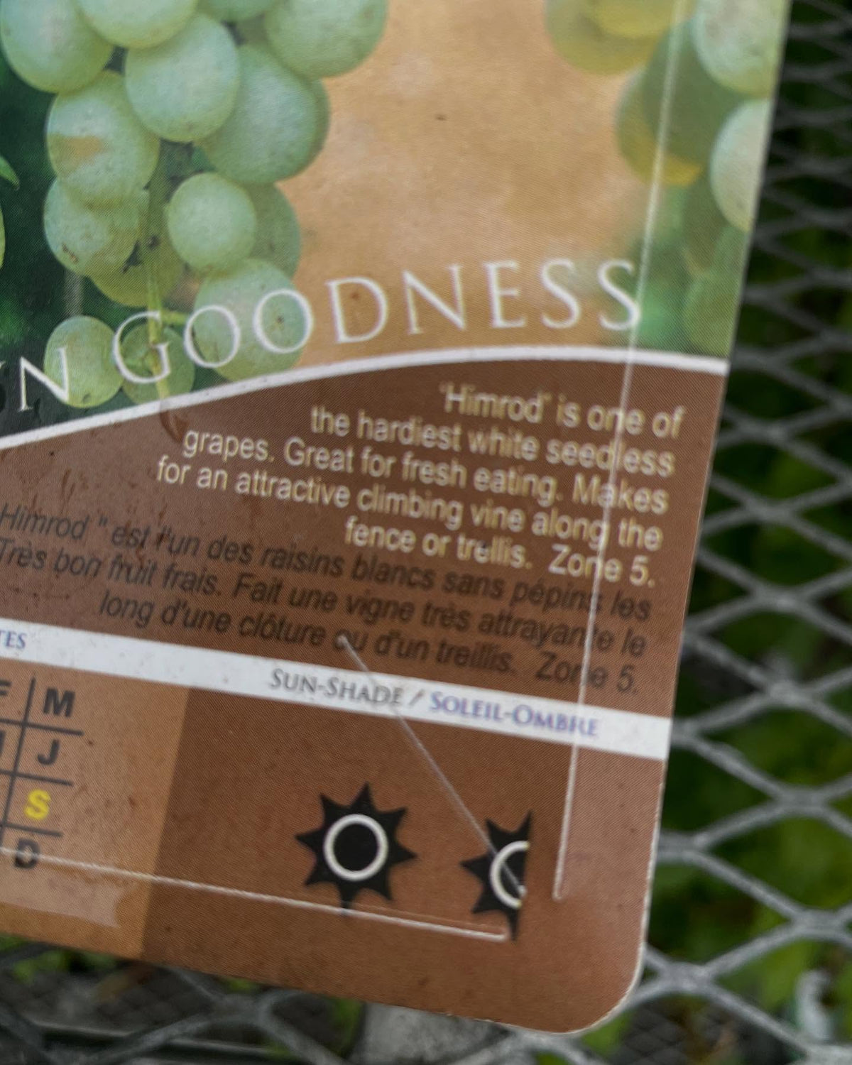 garden center at a big box store in zone 3, all the grapes for sale on the rack are zone 5-6, image 4 of 4