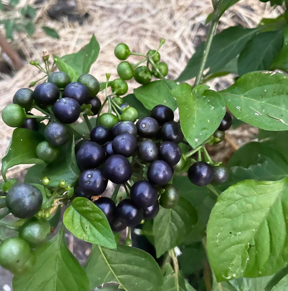 garden huckleberries are new to me this year, so far they’re productive and the ripe fruit is good raw like a grassy, image 1 of 2