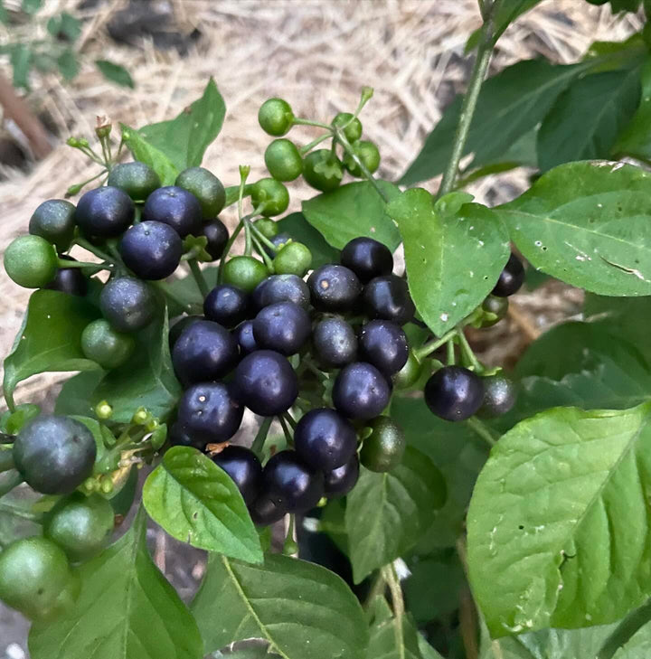 garden huckleberries are new to me this year, so far they’re productive and the ripe fruit is good raw like a grassy, image 1 of 2