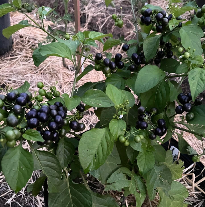 garden huckleberries are new to me this year, so far they’re productive and the ripe fruit is good raw like a grassy, image 2 of 2
