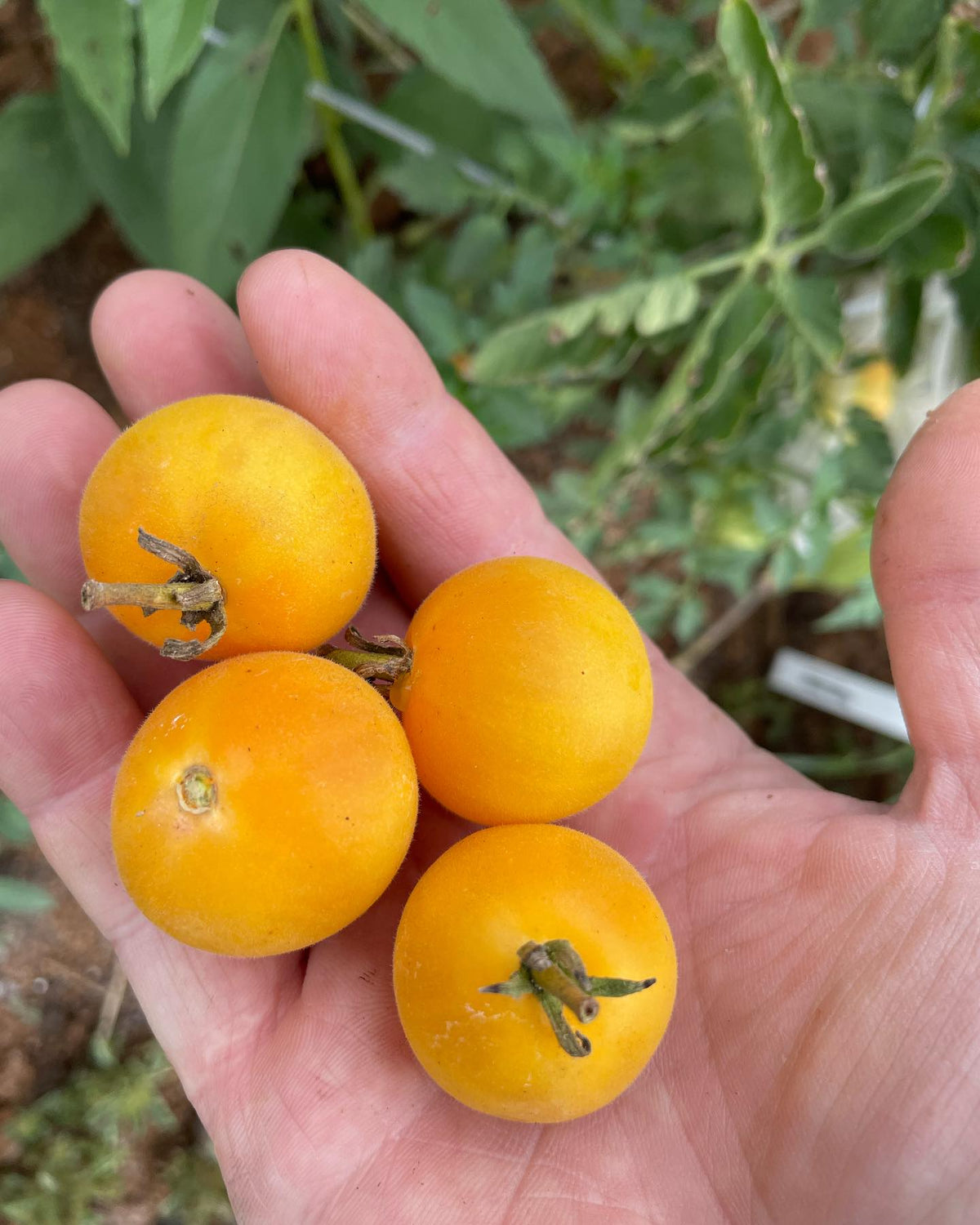 garden peach tomatoes are actually fuzzy like a peach, tomatoes have so much variation it’s fun to be growing dozens, image 1 of 2
