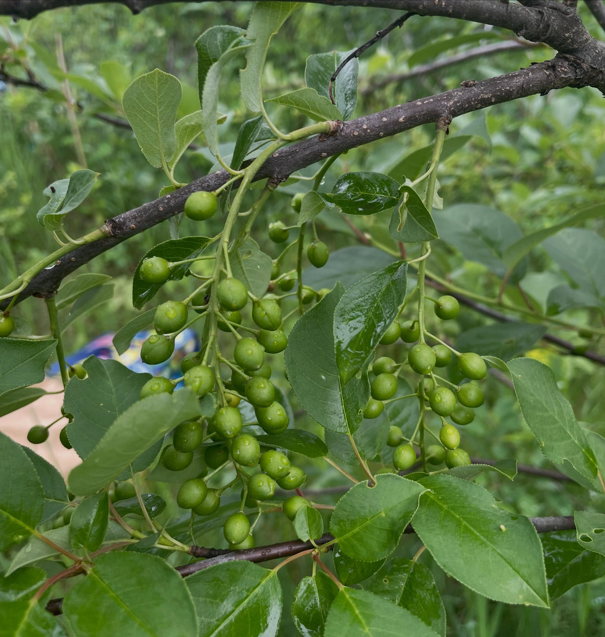 garrington choke cherries, a selection with larger fruit, vigorous growth and large loosely spaced clusters, image 1 of 2