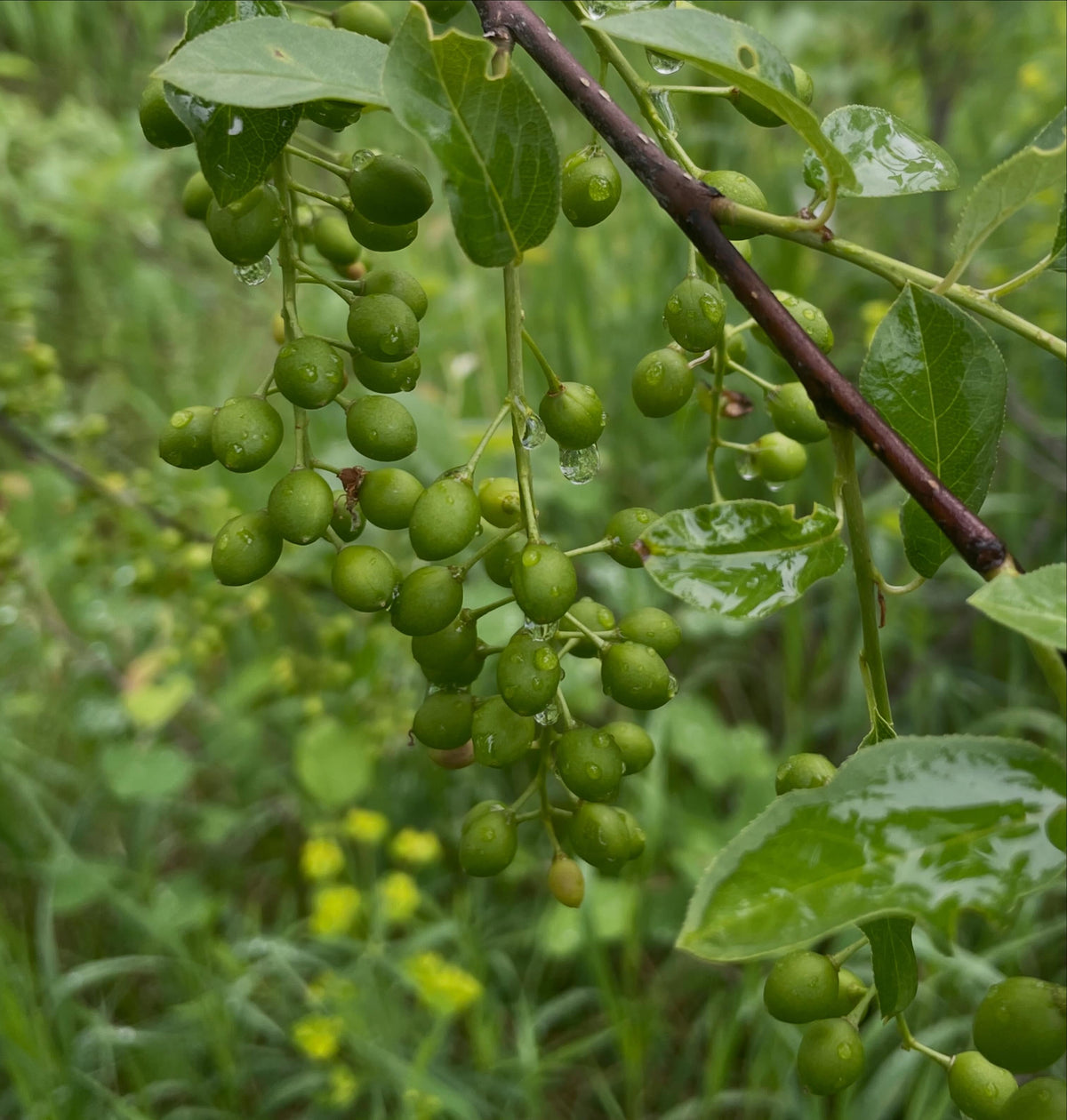 garrington choke cherries, a selection with larger fruit, vigorous growth and large loosely spaced clusters, image 2 of 2