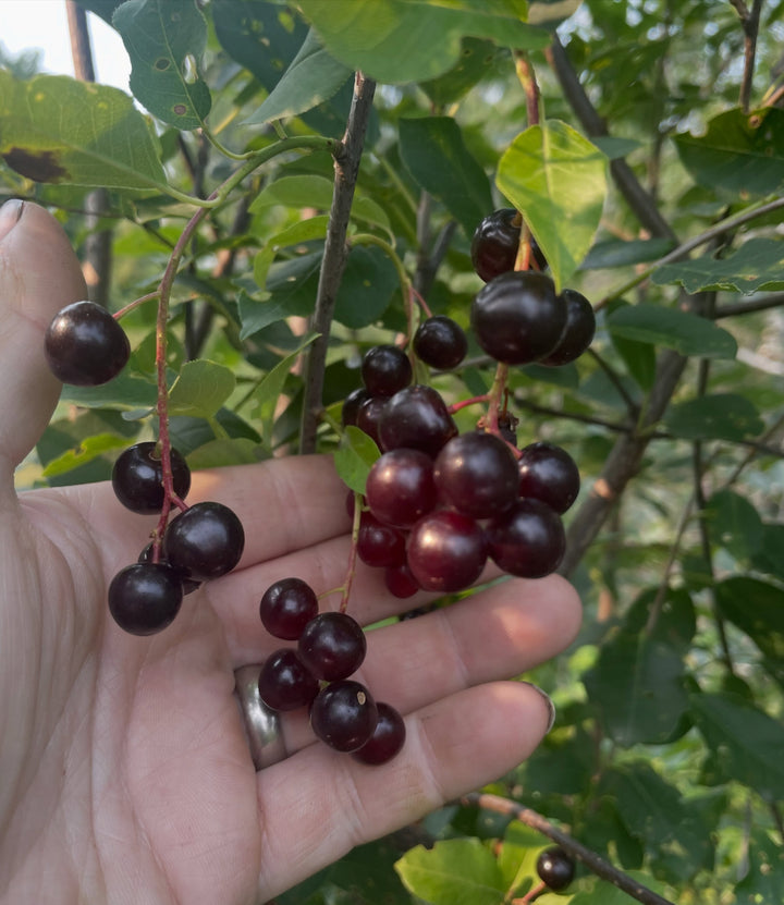 garrington choke cherry vs wild black fruited chokecherry, image 1 of 6