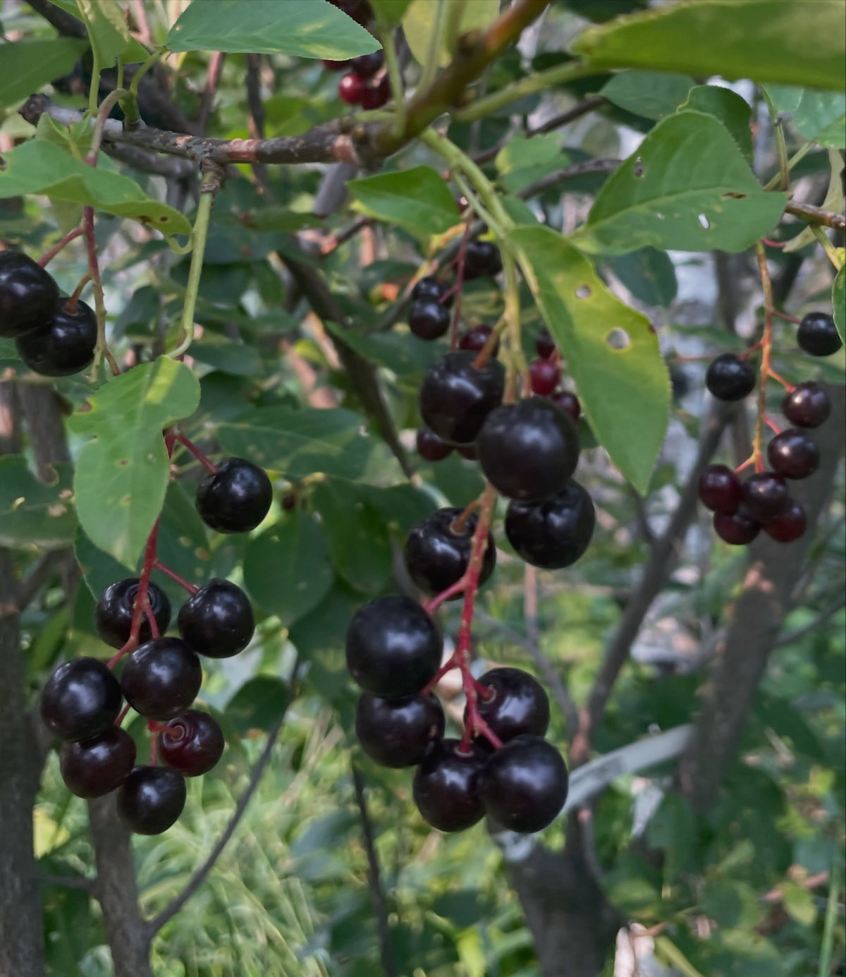 garrington choke cherry vs wild black fruited chokecherry, image 2 of 6