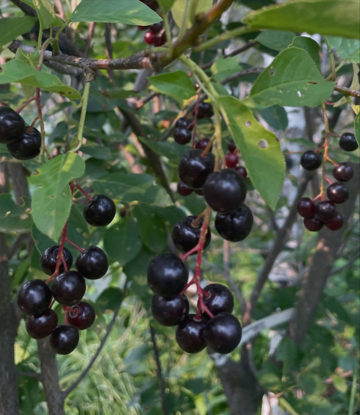 garrington choke cherry vs wild black fruited chokecherry, image 2 of 6