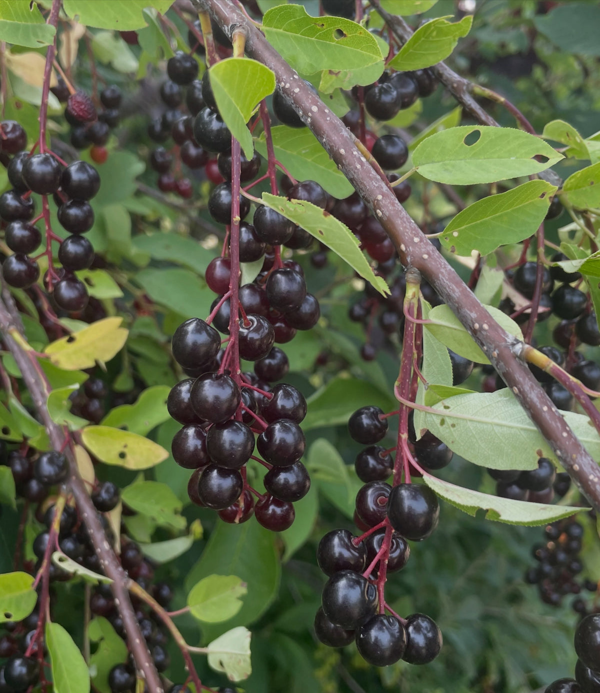 garrington choke cherry vs wild black fruited chokecherry, image 3 of 6