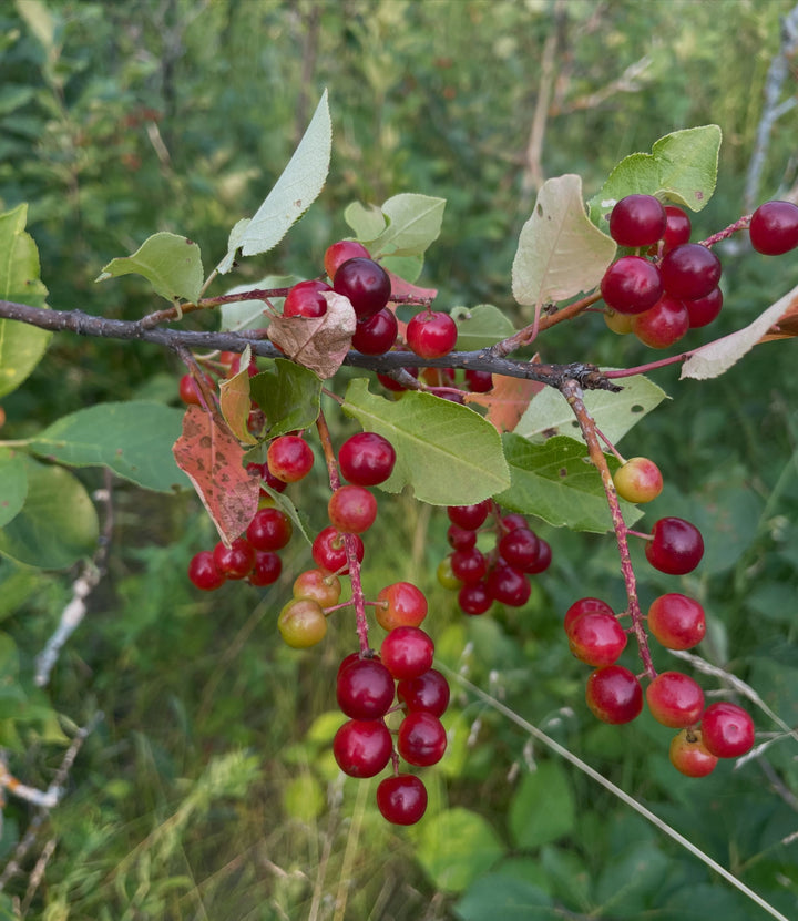 garrington choke cherry vs wild black fruited chokecherry, image 4 of 6