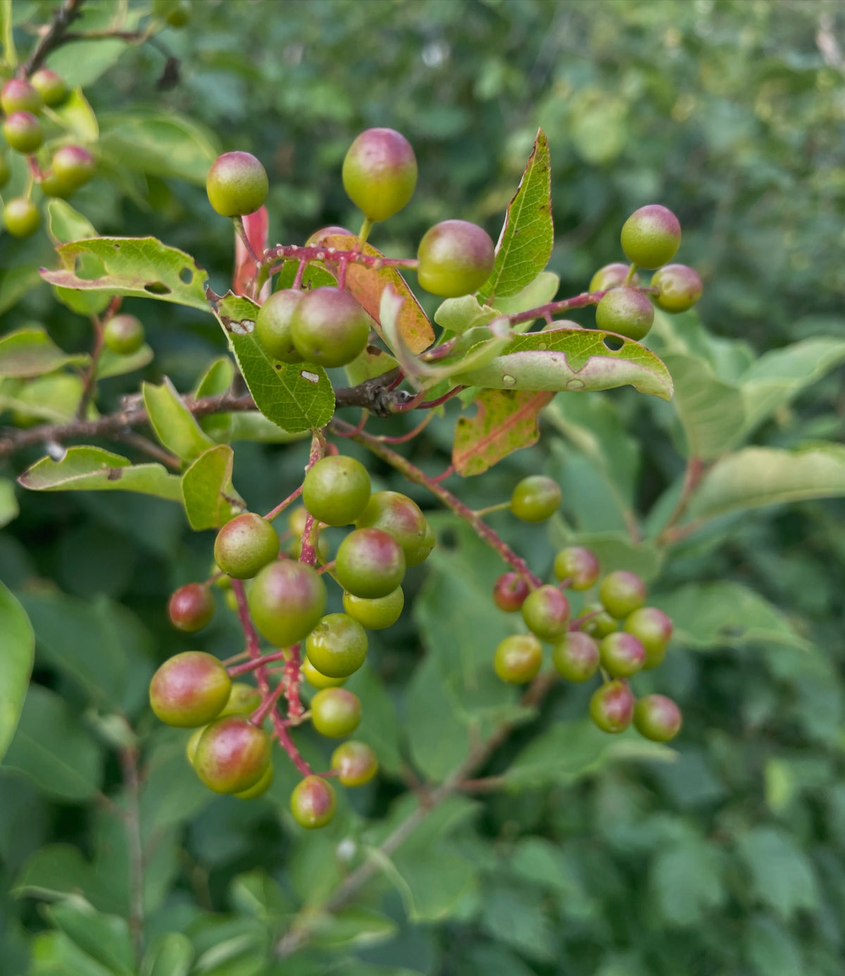 garrington choke cherry vs wild black fruited chokecherry, image 5 of 6