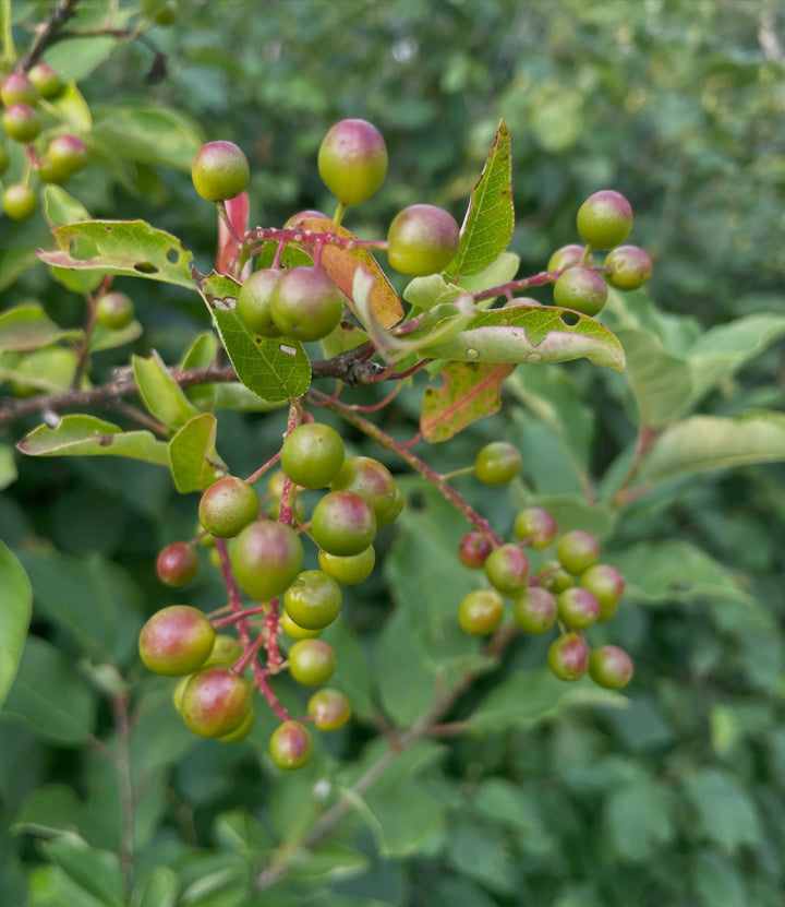 garrington choke cherry vs wild black fruited chokecherry, image 5 of 6