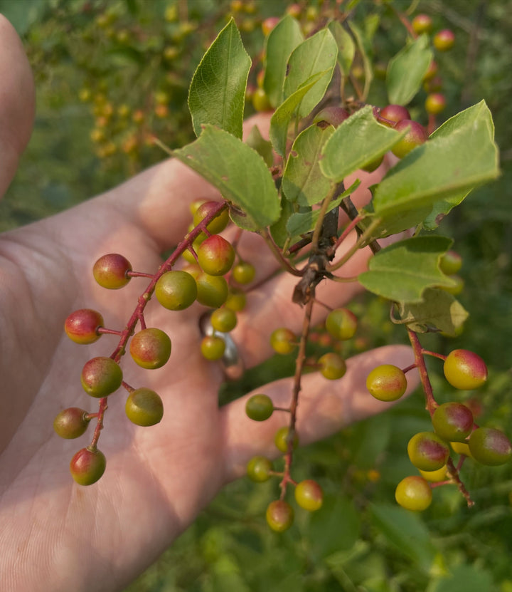 garrington choke cherry vs wild black fruited chokecherry, image 6 of 6