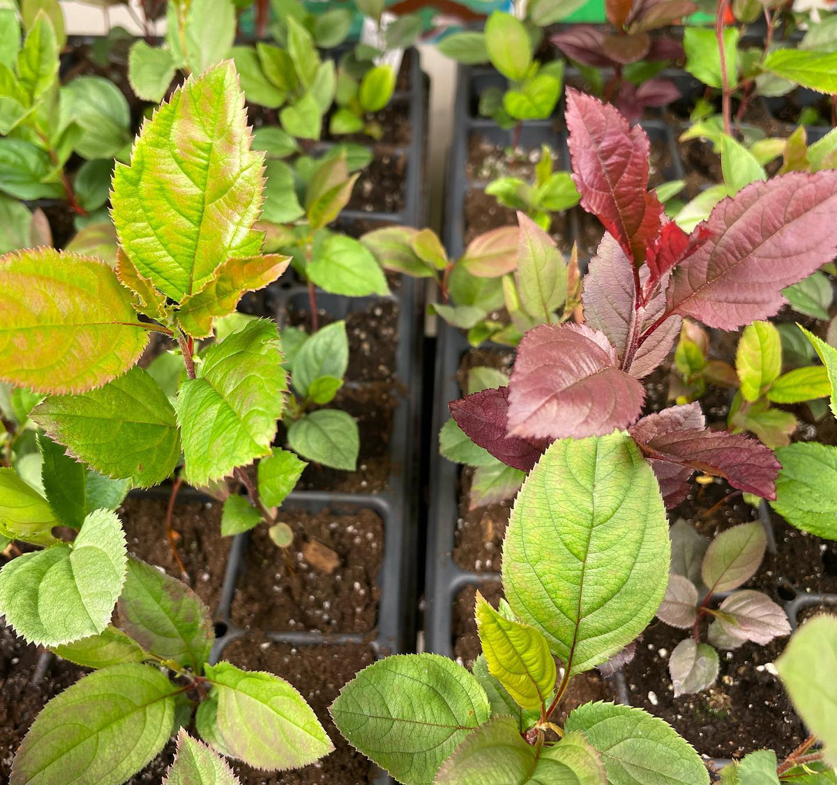 generic variation, same batch of apple seeds - a few just want to be red #appleseed #appleseedling