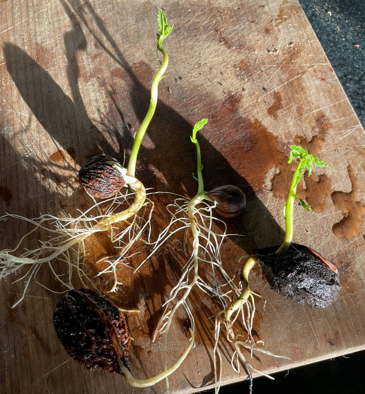 germinating last summer, black walnut top left, butternut bottom left, small one in center is japanese walnut