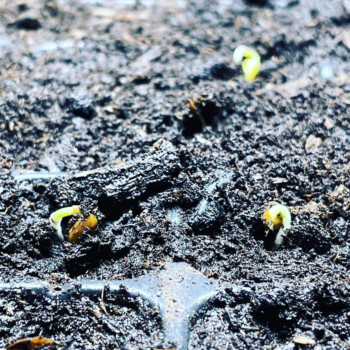 Germination test on locally collected Caragana seeds at 4 days, looking good