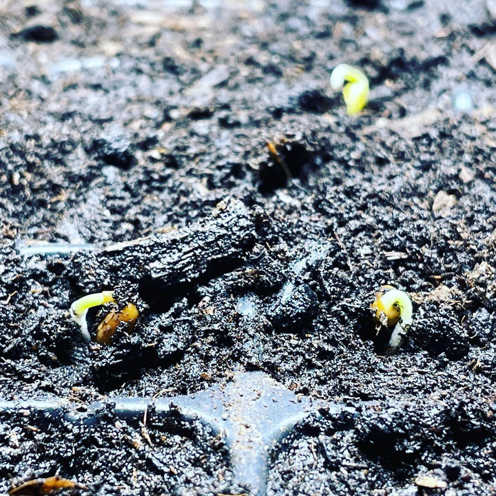 Germination test on locally collected Caragana seeds at 4 days, looking good