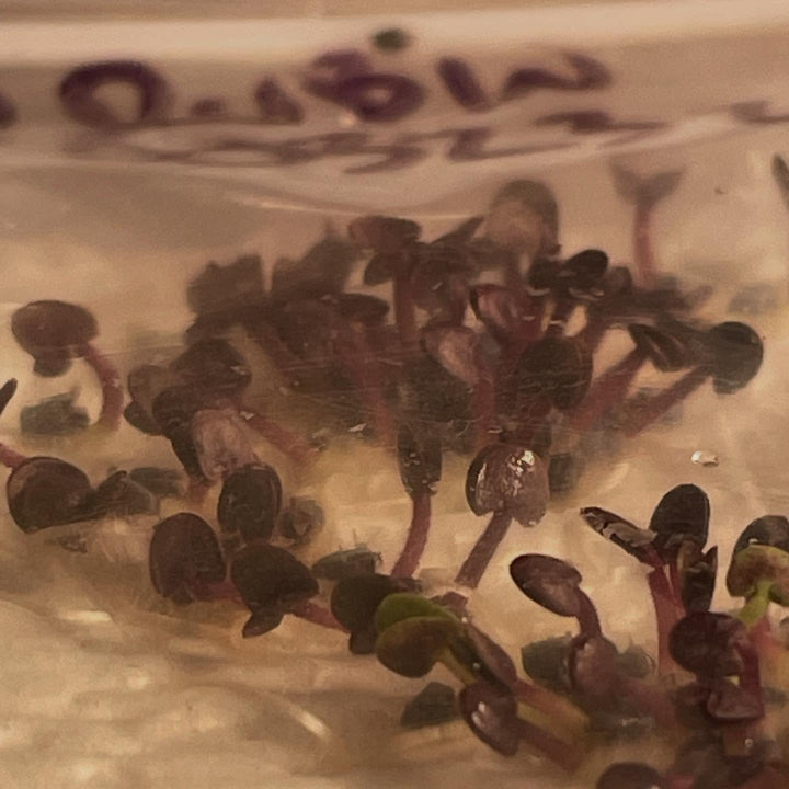 germination testing a few annuals, a quick method in a bag on paper towel and a few drops of water, image 1 of 6