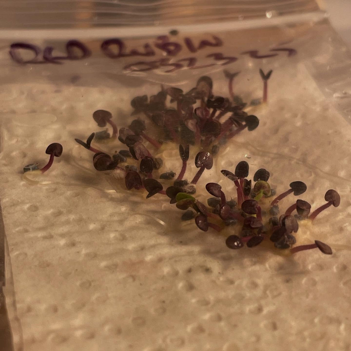 germination testing a few annuals, a quick method in a bag on paper towel and a few drops of water, image 2 of 6