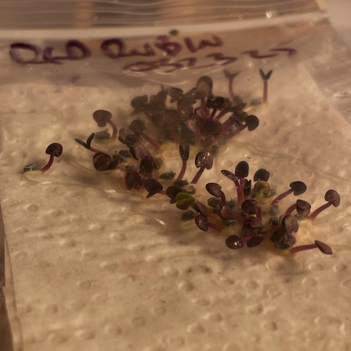 germination testing a few annuals, a quick method in a bag on paper towel and a few drops of water, image 2 of 6