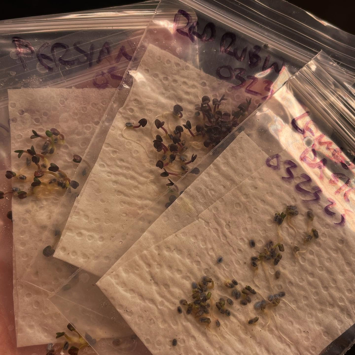germination testing a few annuals, a quick method in a bag on paper towel and a few drops of water, image 3 of 6