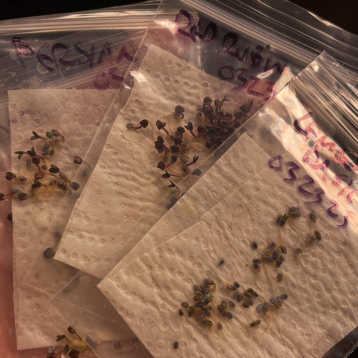 germination testing a few annuals, a quick method in a bag on paper towel and a few drops of water, image 3 of 6
