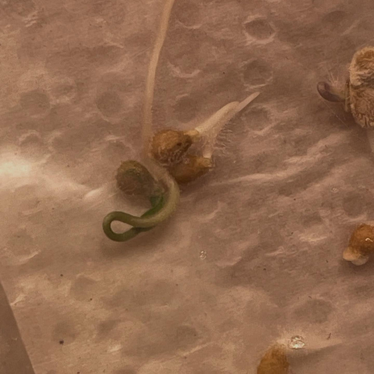 germination testing a few annuals, a quick method in a bag on paper towel and a few drops of water, image 4 of 6