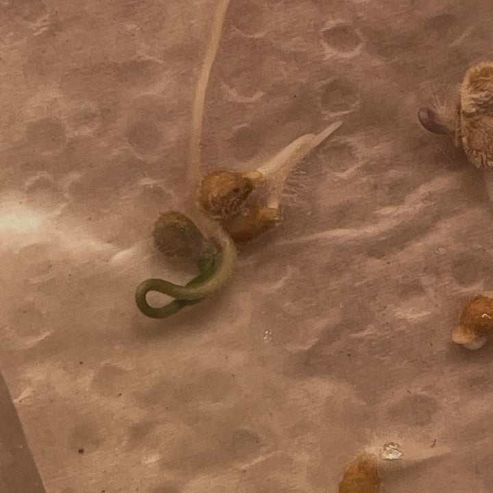 germination testing a few annuals, a quick method in a bag on paper towel and a few drops of water, image 4 of 6