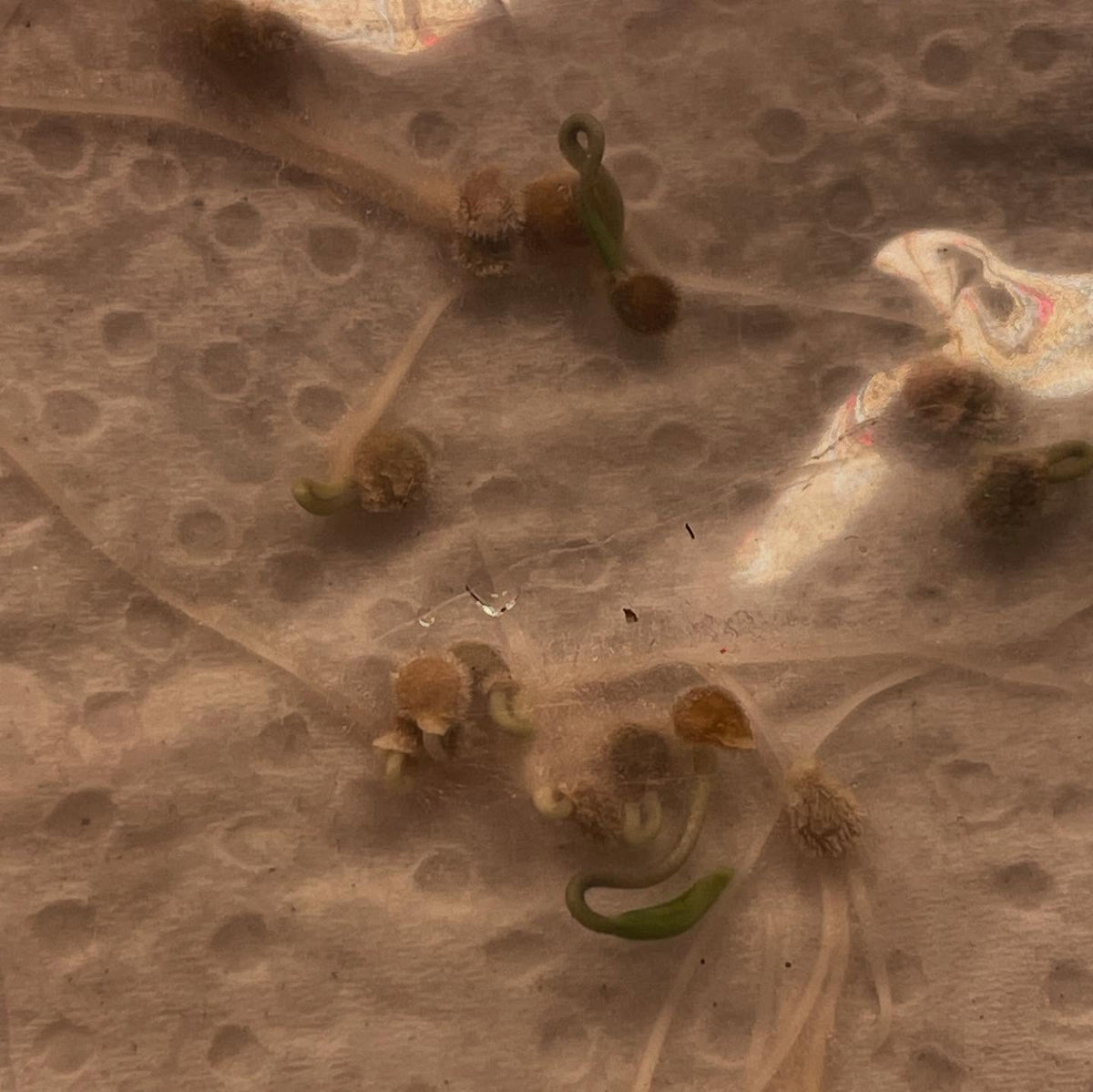 germination testing a few annuals, a quick method in a bag on paper towel and a few drops of water, image 5 of 6