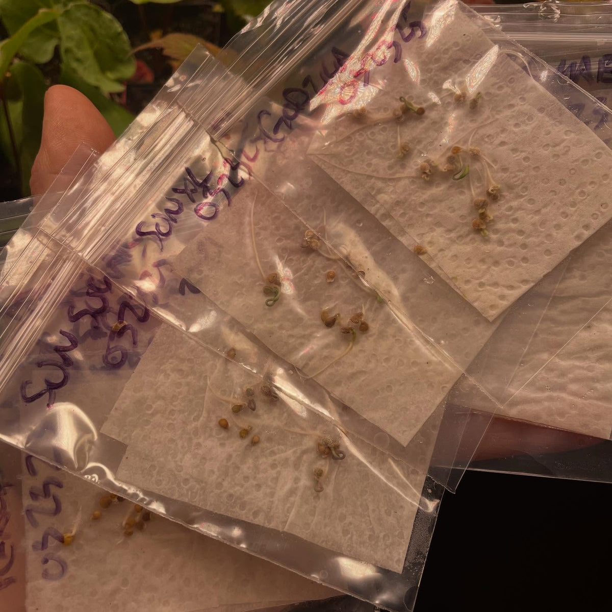 germination testing a few annuals, a quick method in a bag on paper towel and a few drops of water, image 6 of 6