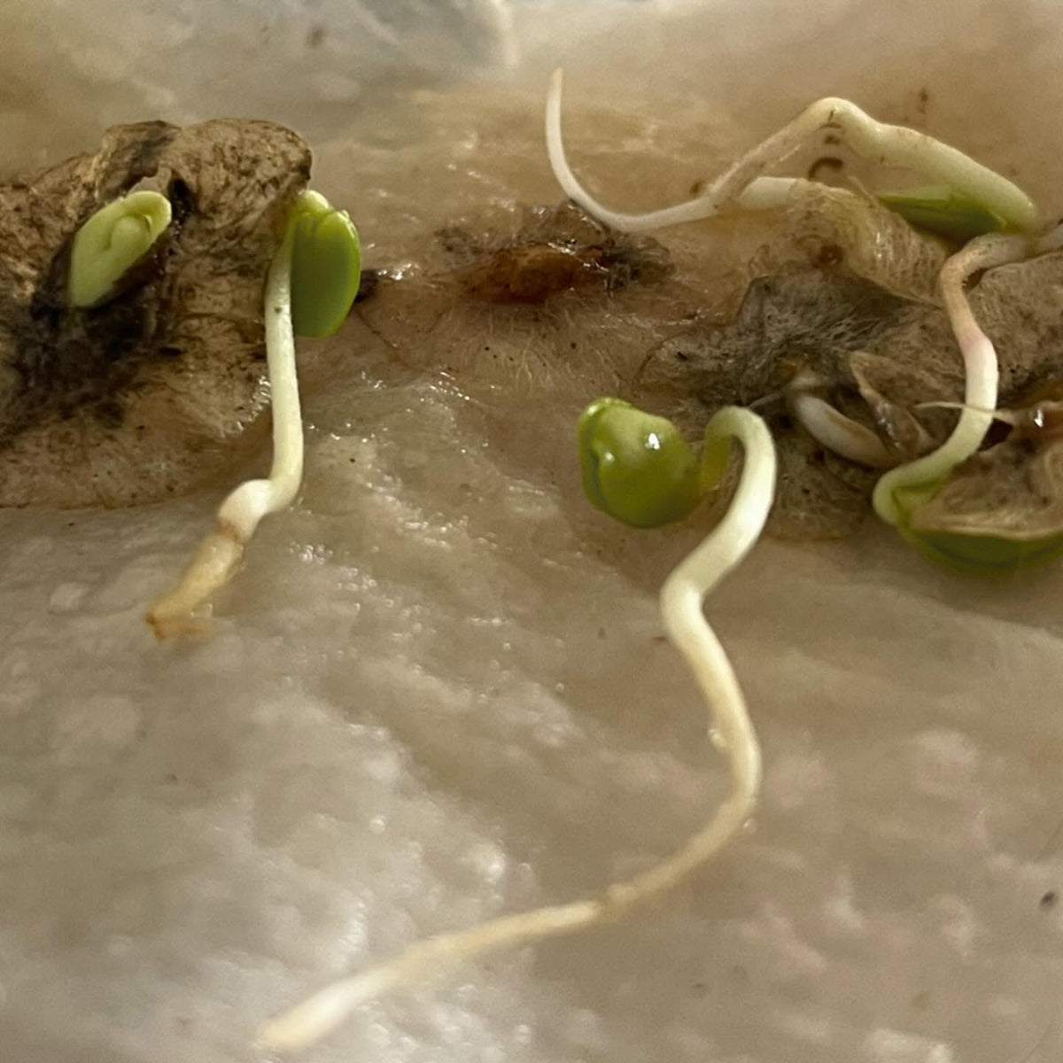 germination testing elm seeds, image 1 of 6