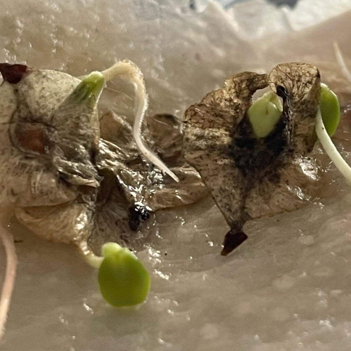germination testing elm seeds, image 2 of 6
