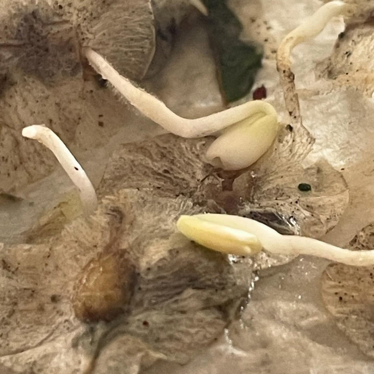 germination testing elm seeds, image 4 of 6