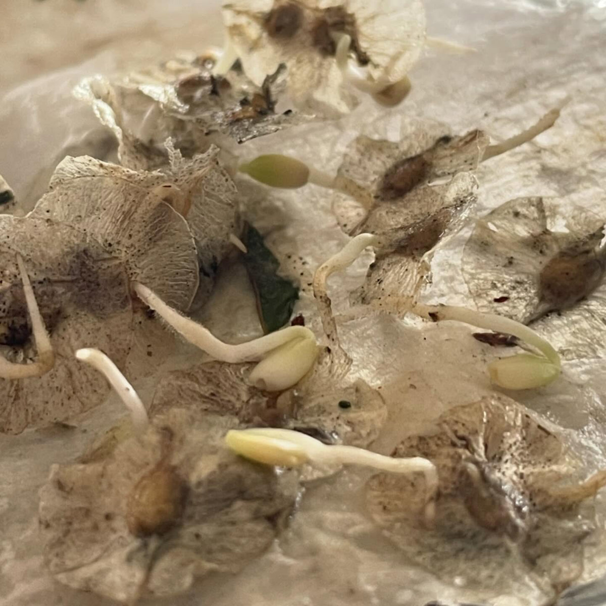 germination testing elm seeds, image 5 of 6