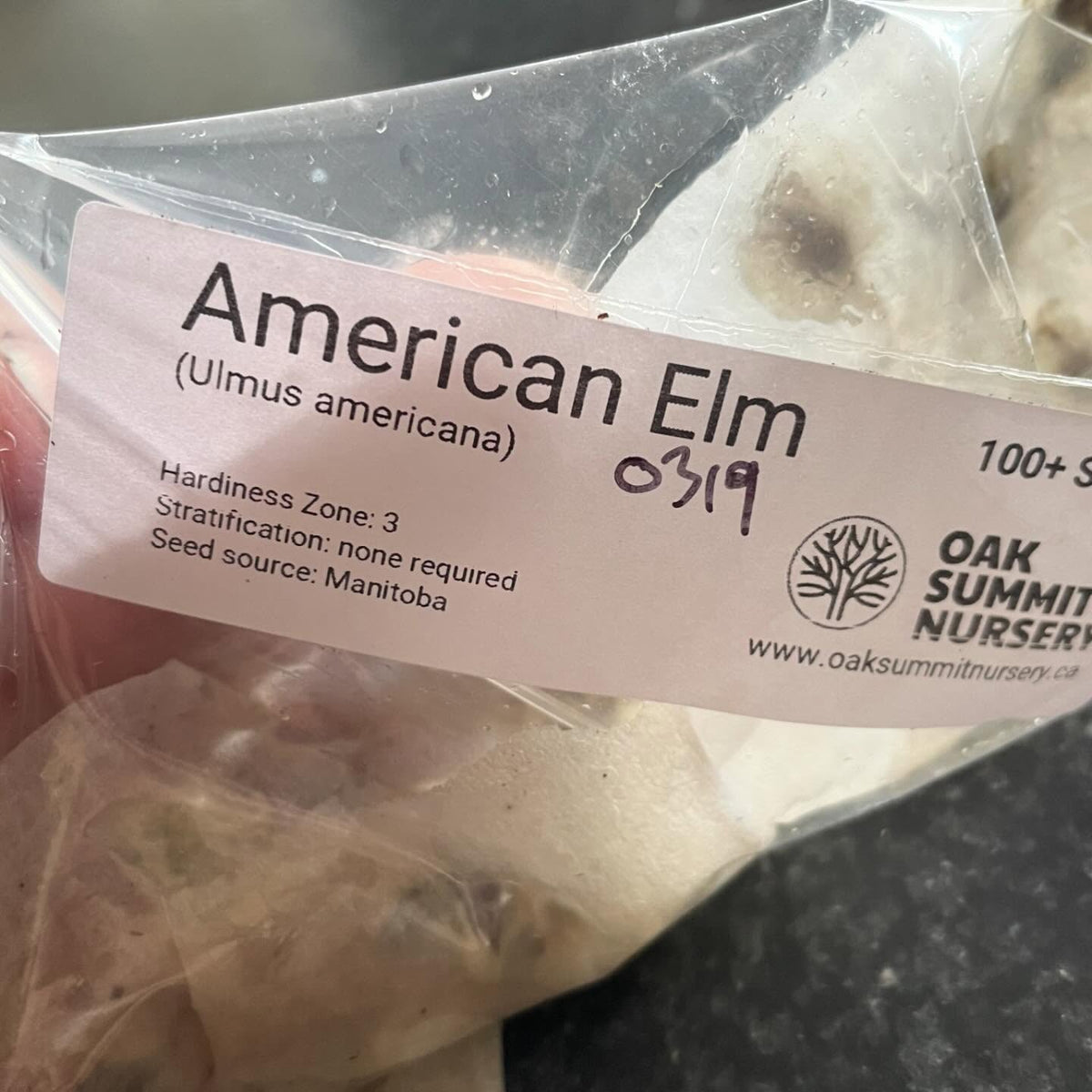 germination testing elm seeds, image 6 of 6