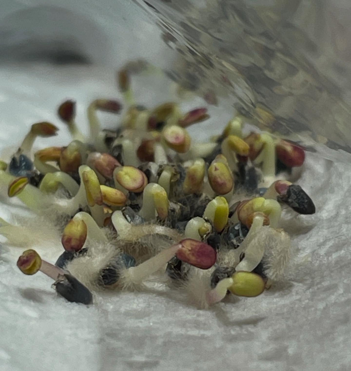 germination testing our basil, this bag has a strong response after just a few days, image 1 of 2