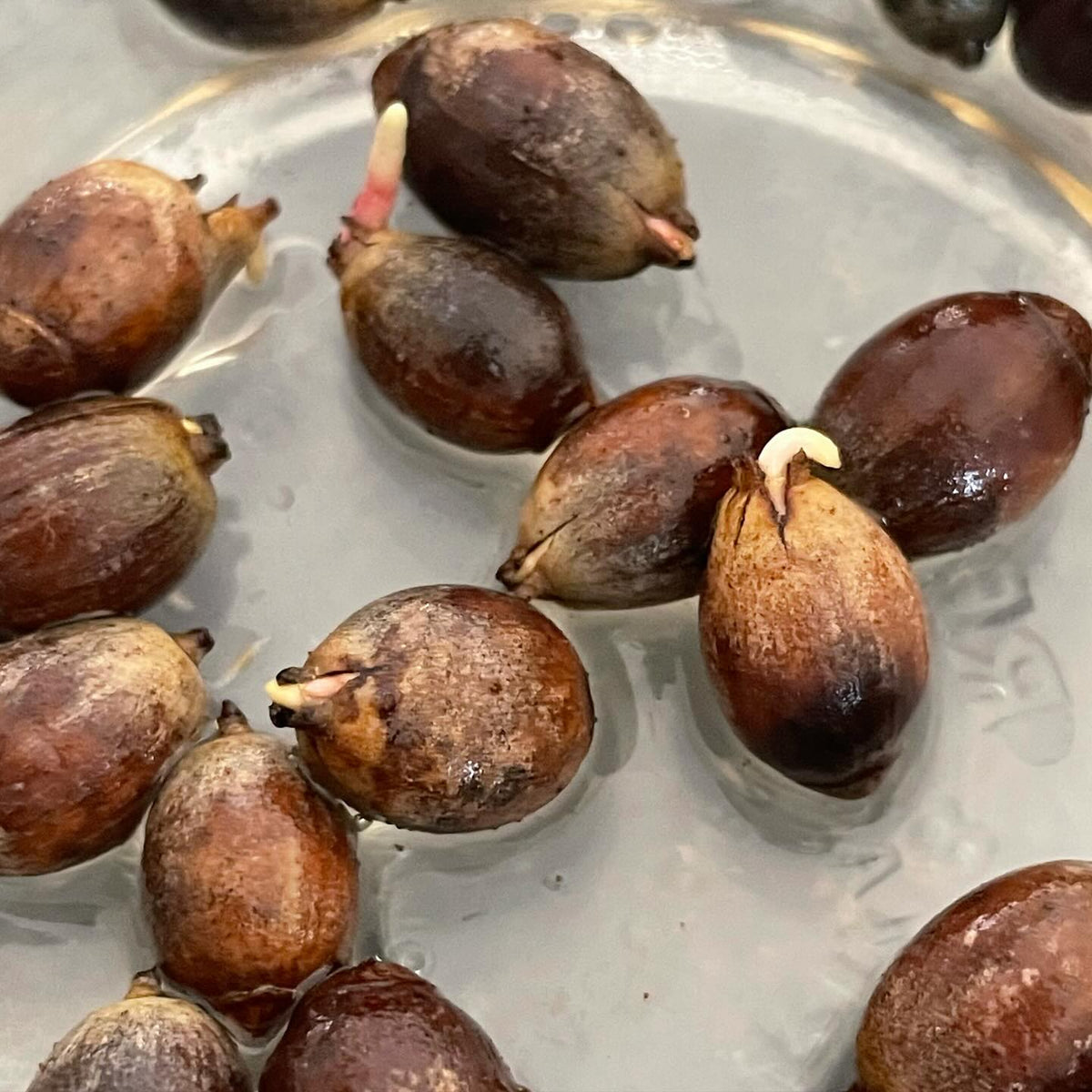 germination testing our bur oak acorns after 3 months in cold storage, at about ten days the radicals are starting