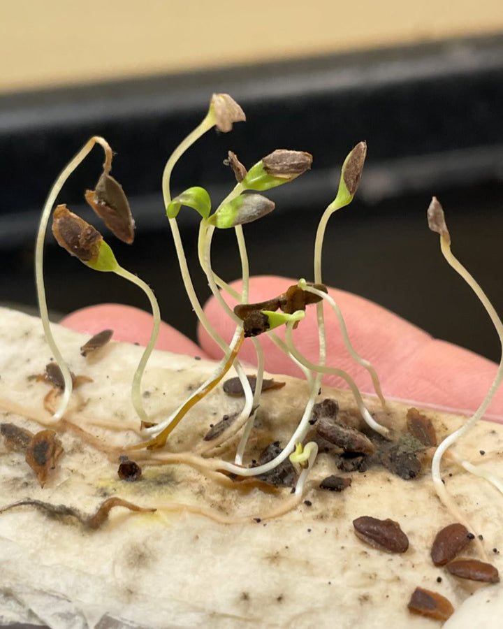 germination testing some purple lilac seeds, these are 8 days after taking them out of the fridge #seedgermination