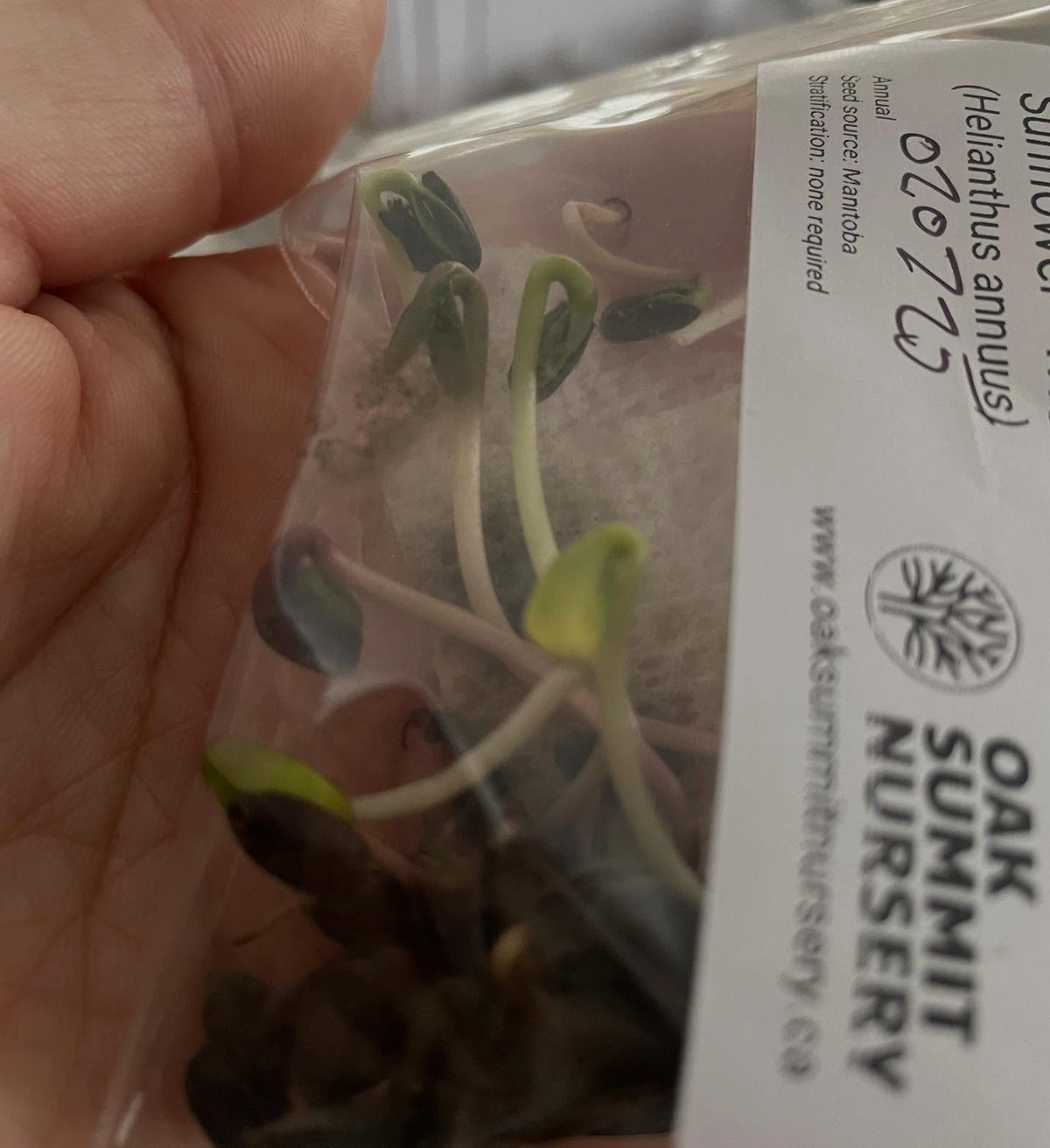 germination testing sunflower and they want to explode out of the bag, second photo is rhubarb to pot some up under, image 1 of 2