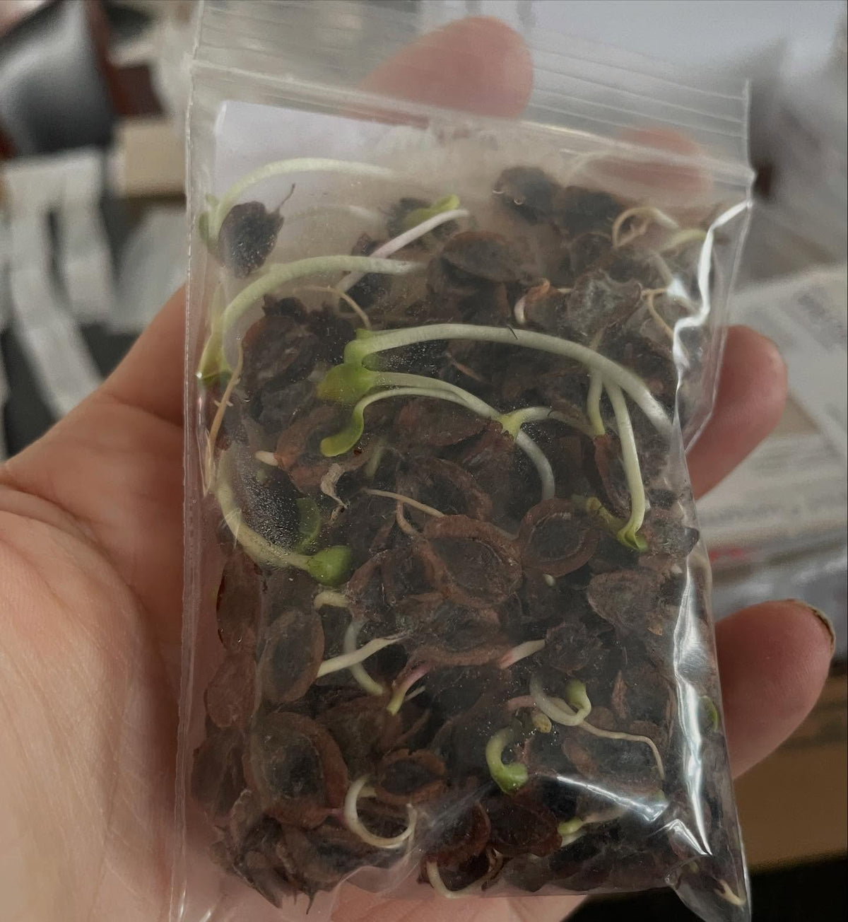 germination testing sunflower and they want to explode out of the bag, second photo is rhubarb to pot some up under, image 2 of 2
