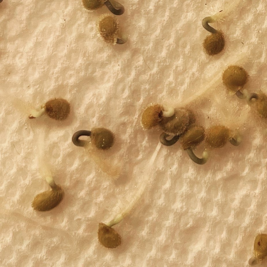germination testing tomato seeds, hazel mae tomato at 3 days showing 100% germ