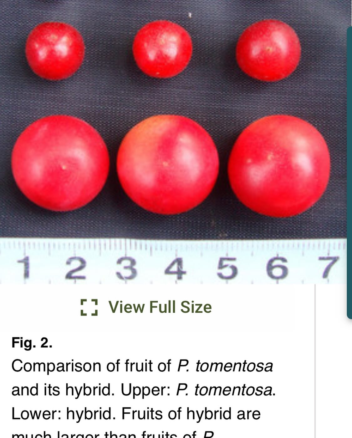 gets me excited about fruit breeding, image 1 of 3
