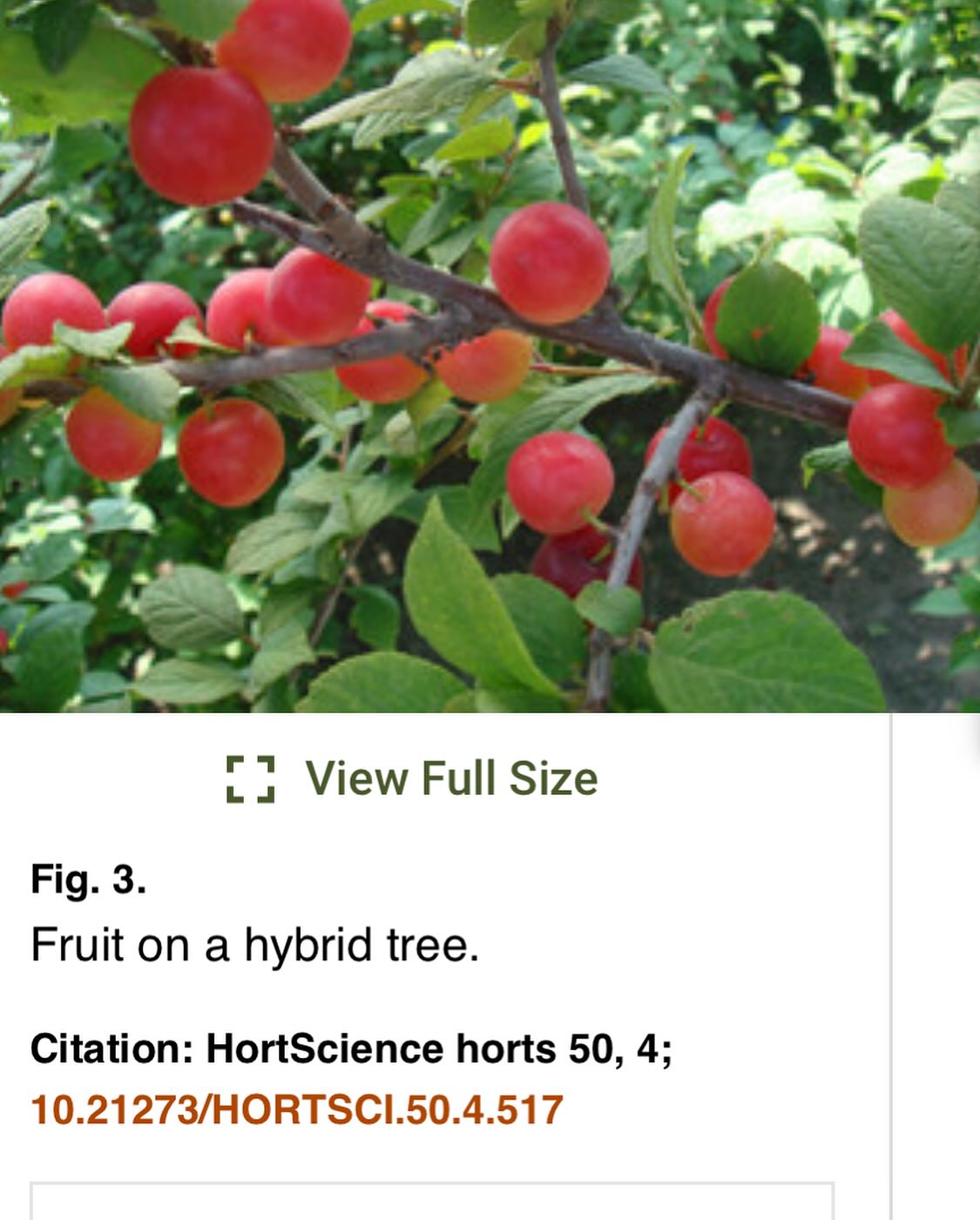 gets me excited about fruit breeding, image 3 of 3