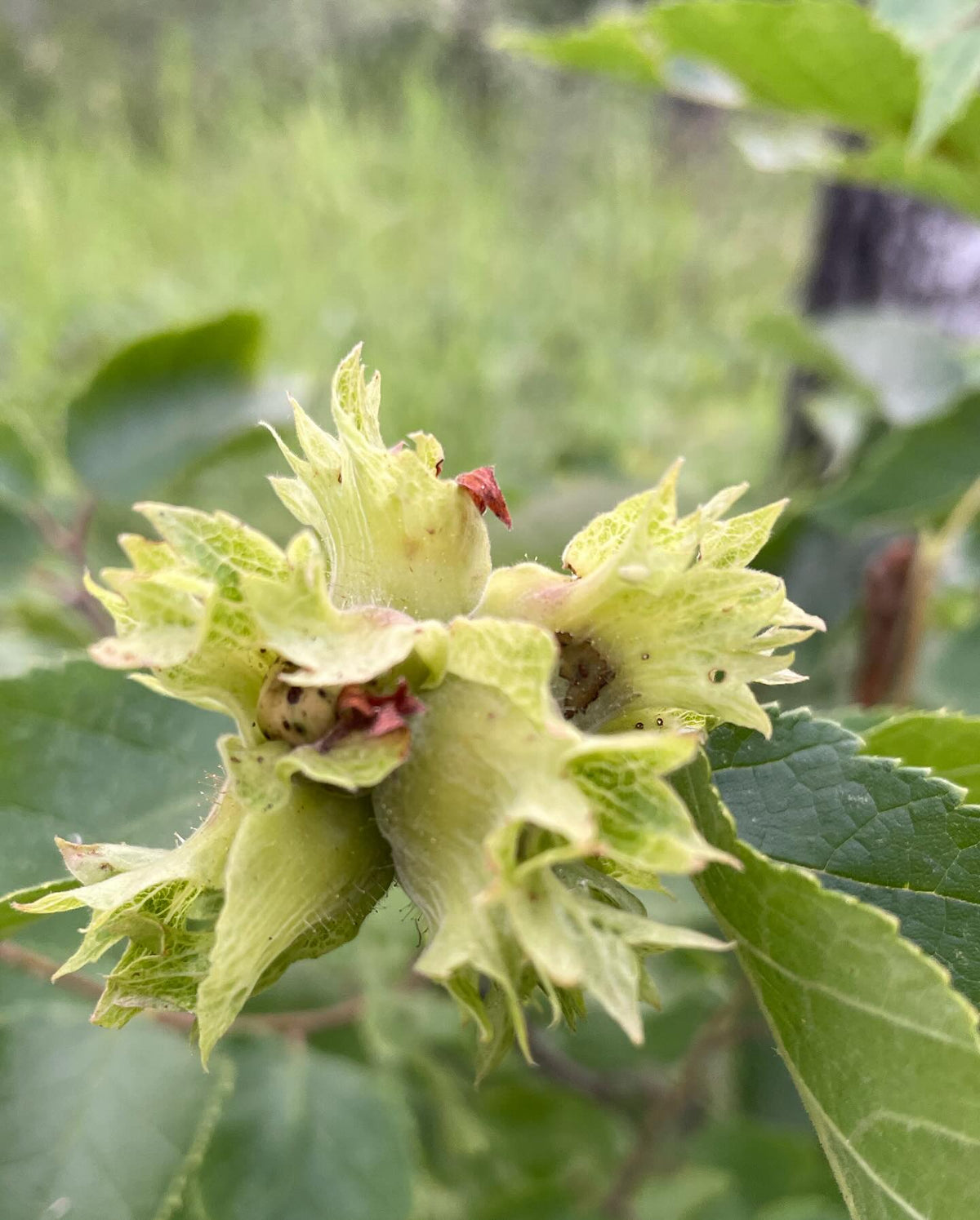 getting lost in my front yard, walking around a patch of american hazel, image 2 of 2