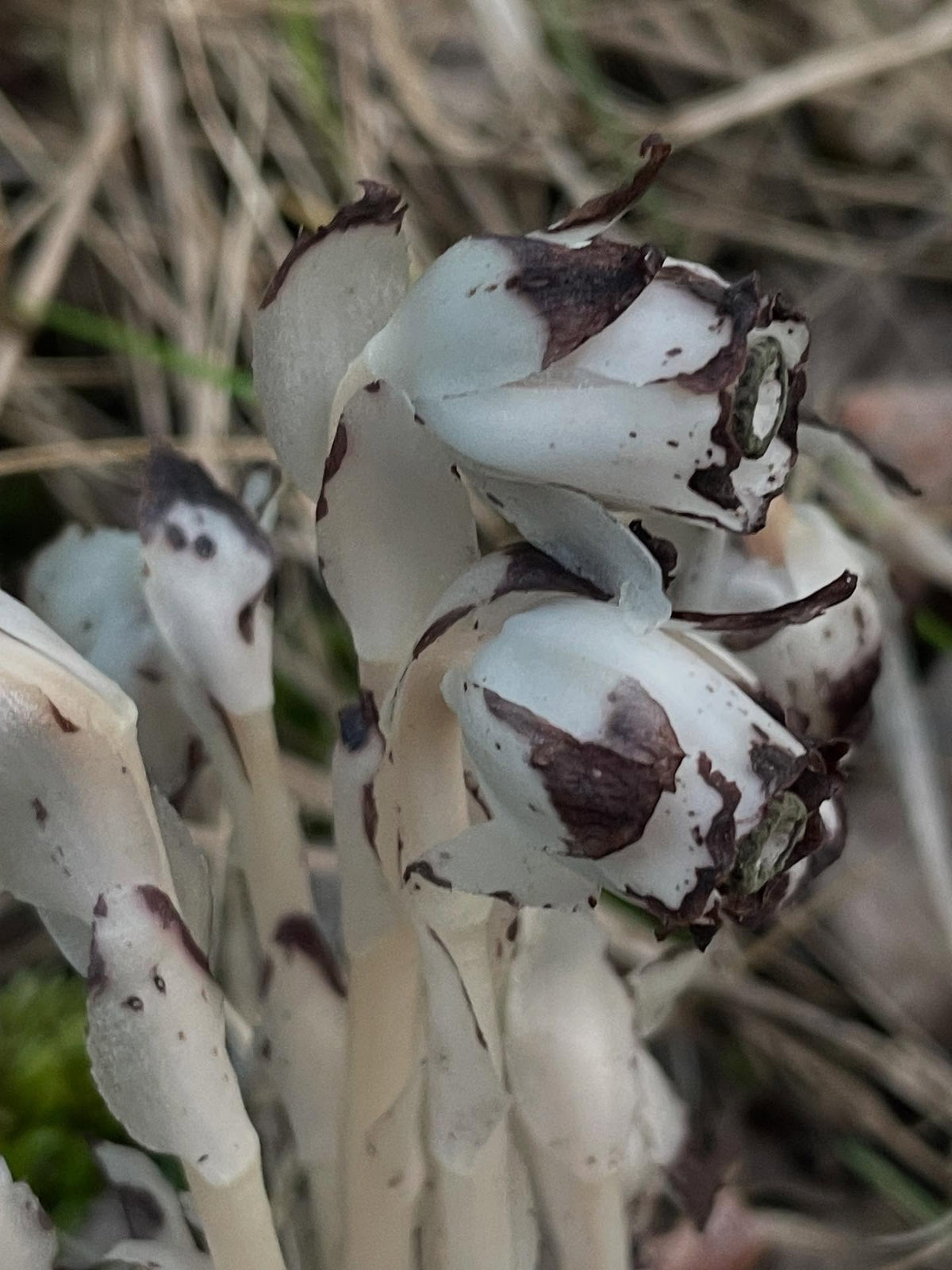 ghost pipe, image 1 of 5