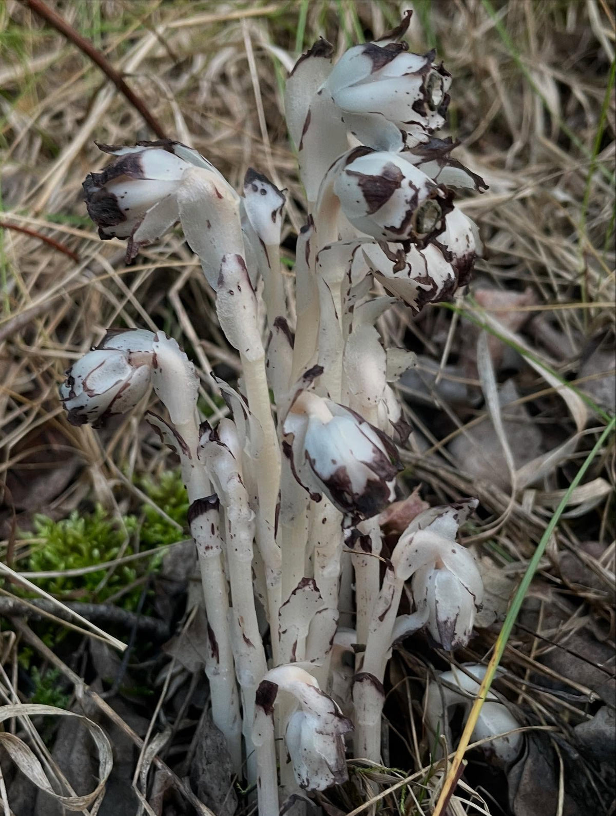 ghost pipe, image 2 of 5