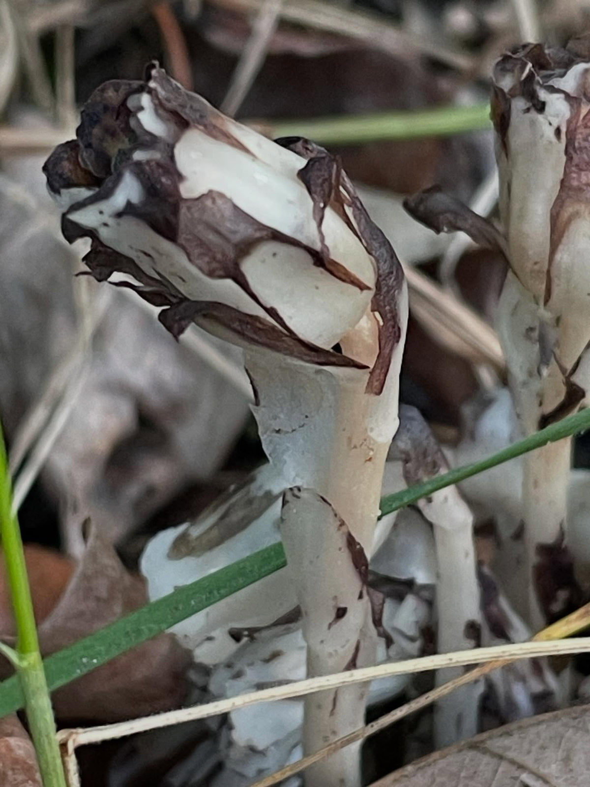 ghost pipe, image 3 of 5